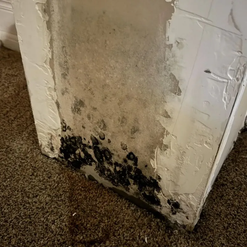 Professional Mold Removal in West Hattiesburg, MS